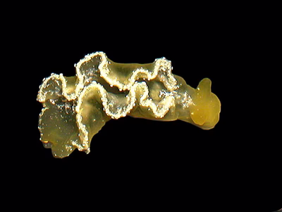 Elysia obtusa - Elysia obtusa