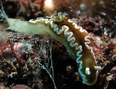 Doriprismatica dendrobranchia - Doriprismatica dendrobranchia