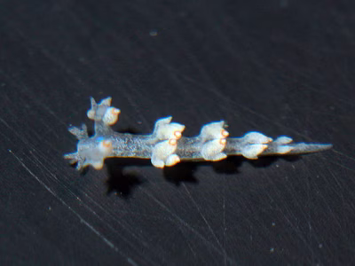 Ercolania sp. 2 - Ercolania sp. 2