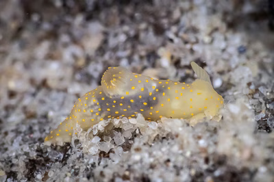 Gymnodoris sp. 20 - Gymnodoris sp. 20