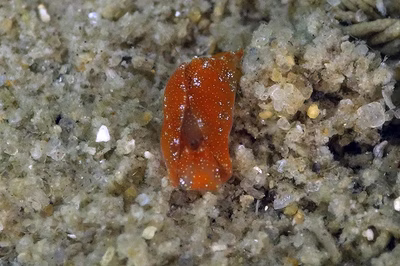 Siphopteron sp. 5 - Siphopteron sp. 5