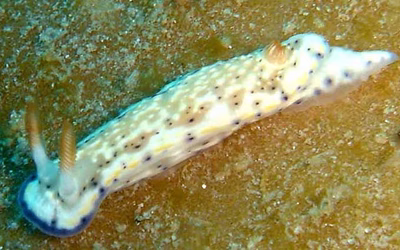 Hypselodoris rudmani - Hypselodoris rudmani