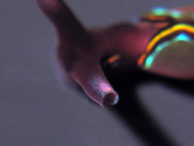 Thuridilla livida - Thuridilla livida