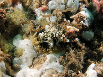 Dendrodoris coronata - Dendrodoris coronata