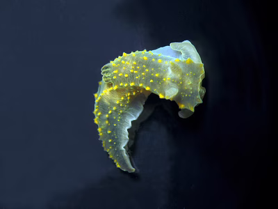Gymnodoris sp. 11 - Gymnodoris sp. 11