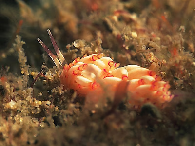 Unidentia sp. 7 - Unidentia sp. 7