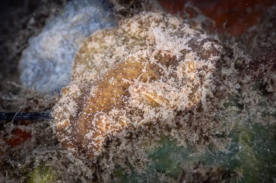 Thordisa sp. 2 - Thordisa sp. 2