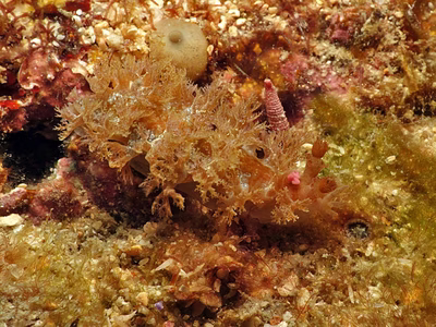 Marionia sp. 2 - Marionia sp. 2