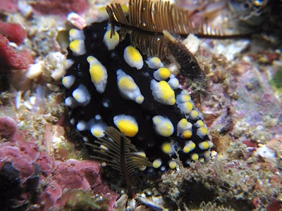 Phyllidia madangensis - Phyllidia madangensis