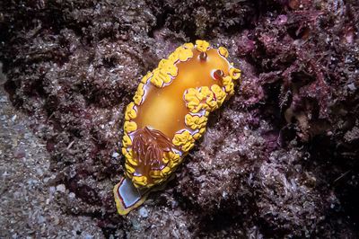 Ardeadoris rubroannulata - Ardeadoris rubroannulata