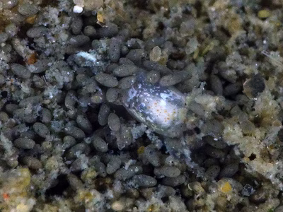 Liloa curta - Liloa curta