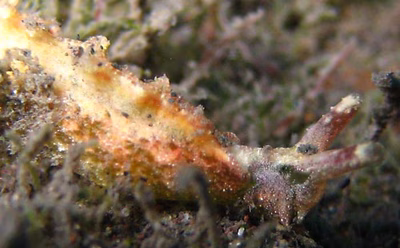 Elysia sp. 1 - Elysia sp. 1