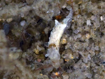 Okenia sp. 6 - Okenia sp. 6