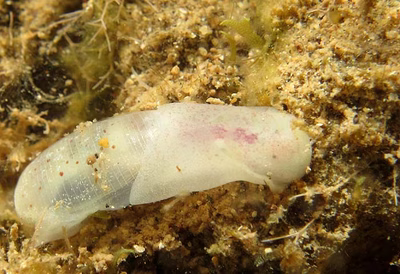 Liloa mongii - Liloa mongii