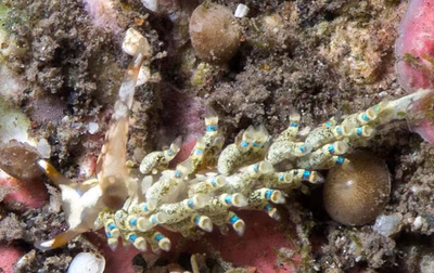 Cuthona kanga - Cuthona kanga