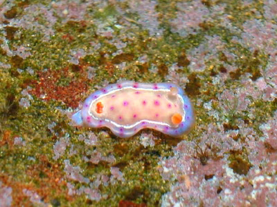 Hexabranchus sanguineus juvenile - Hexabranchus sanguineus juvenile