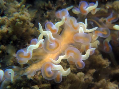 Phyllodesmium karenae - Phyllodesmium karenae