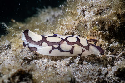 Philinopsis pilsbryi - Philinopsis pilsbryi