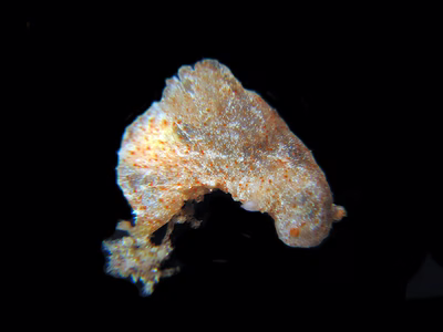 Polycera sp. 4 - Polycera sp. 4