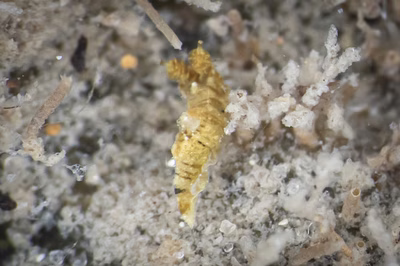 Polycera risbeci - Polycera risbeci