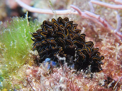 Cyerce nigricans - Cyerce nigricans