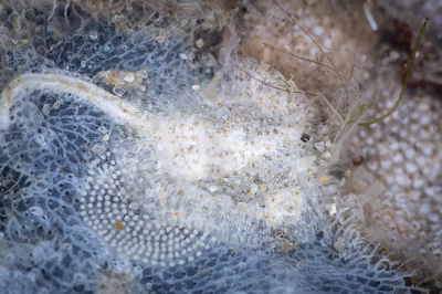 Knoutsodonta maugeansis - Knoutsodonta maugeansis