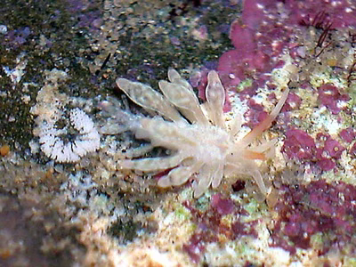 Tenellia minor - Tenellia minor