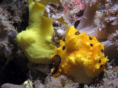 Aegires citrinus - Aegires citrinus