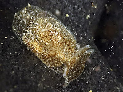 Pleurobranchaea maculata - Pleurobranchaea maculata