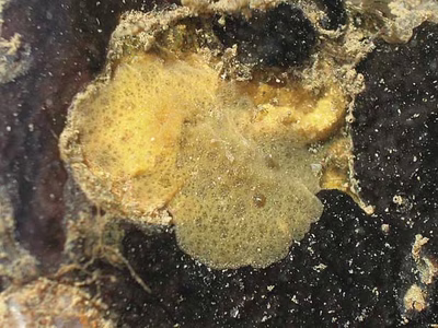 Discodoris sp. 1 - Discodoris sp. 1