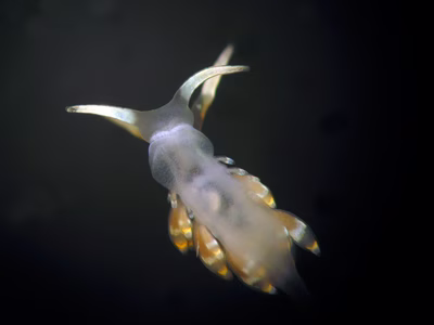 Tenellia sp. 31 - Tenellia sp. 31