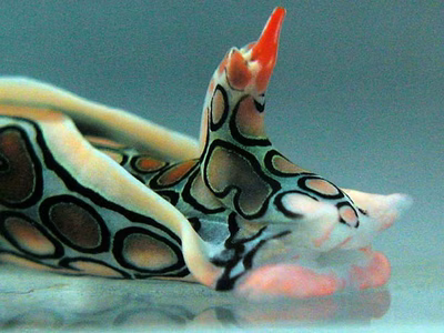 Sagaminopteron psychedelicum - Sagaminopteron psychedelicum