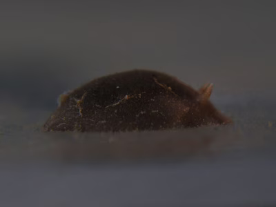 Geitodoris sp. 1 - Geitodoris sp. 1