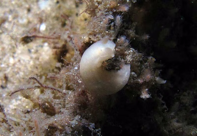 Gymnodoris sp. 8 - Gymnodoris sp. 8