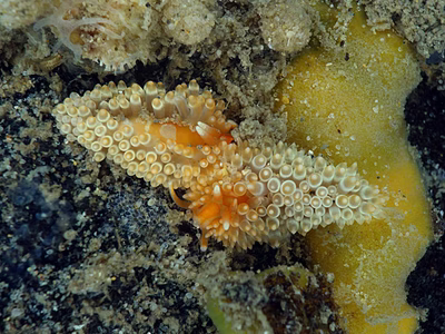 Anteaeolidiella cacaotica - Anteaeolidiella cacaotica