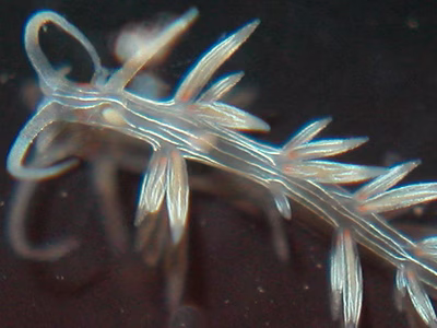 Cratena lineata - Cratena lineata