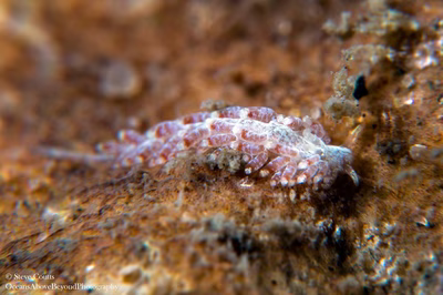 Tenellia sp. 53 - Tenellia sp. 53