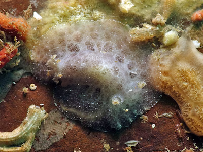 Discodoris coerulescens - Discodoris coerulescens