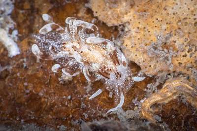 Okenia sp. 9 - Okenia sp. 9
