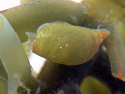 Volvatella sp. 1 - Volvatella sp. 1