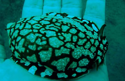 Pleurobranchaea brockii - Pleurobranchaea brockii