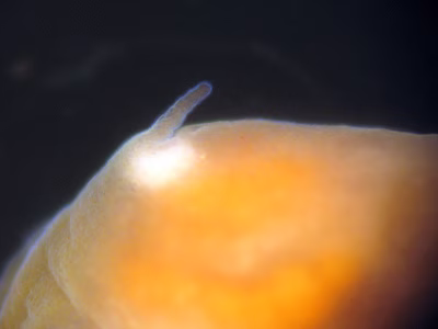 Gymnodoris sp. 5 - Gymnodoris sp. 5