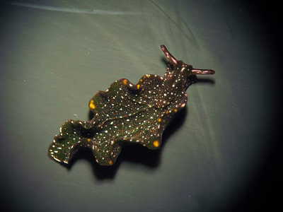 Found Sunshine Coast - Found Sunshine Coast