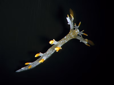 Bornella sp. 1 - Bornella sp. 1