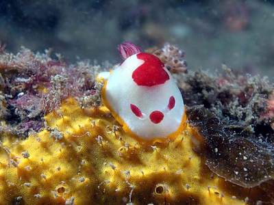 Goniobranchus splendidus - Goniobranchus splendidus