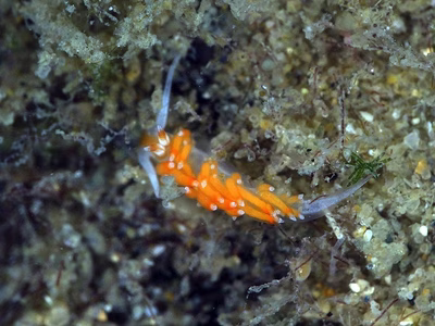 Tenellia sp. 52 - Tenellia sp. 52