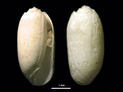 Tornatina sp. 3 - Tornatina sp. 3