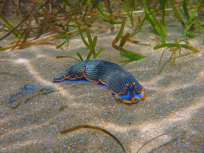 Armina occulta - Armina occulta