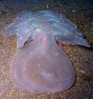 Melibe japonica - Melibe japonica