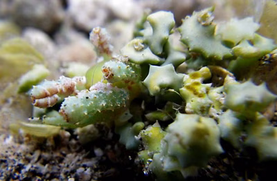 Lobiger souverbii - Lobiger souverbii